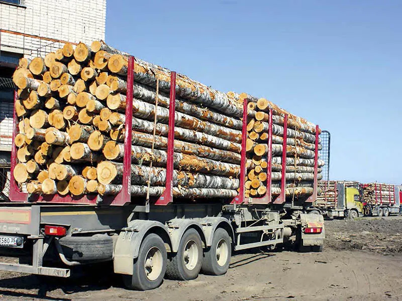 Экспорт березы