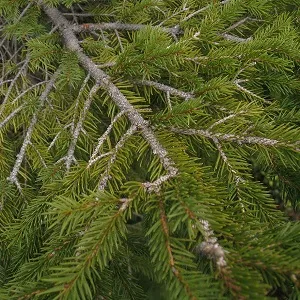 Хвойные опилки оптом в Иваново купить - оперативная доставка по всей России