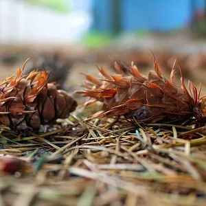 Хвойные опилки оптом в Иваново от завода-производителя Лигнум Ресурс