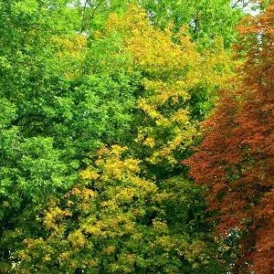 Лиственные опилки оптом в Иваново купить - оперативная доставка по всей России