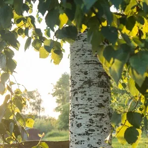 Опилки березовые оптом в Иваново купить - оперативная доставка по всей России