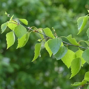 Опилки березовые оптом в Иваново от завода-производителя Лигнум Ресурс