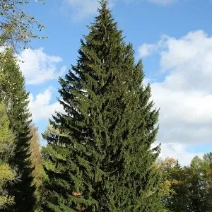 Еловые опилки оптом в Иваново купить - оперативная доставка по всей России