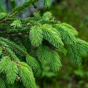 Еловые опилки оптом в Иваново от завода-производителя Лигнум Ресурс