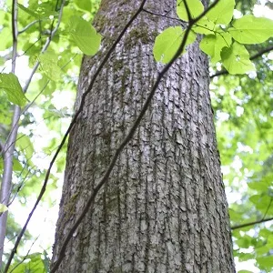 Опилки липовые оптом в Иваново купить - оперативная доставка по всей России