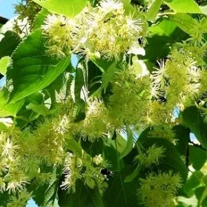 Опилки липовые оптом в Иваново от завода-производителя Лигнум Ресурс