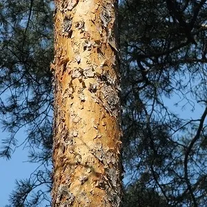 Сосновые опилки оптом в Иваново купить - оперативная доставка по всей России