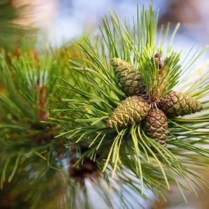 Сосновые опилки оптом в Иваново от завода-производителя Лигнум Ресурс