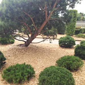 Хвойная щепа оптом в Иваново купить - оперативная доставка по всей России